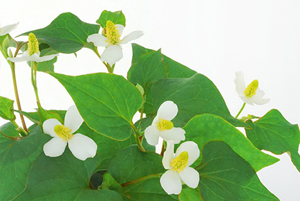 こだわりポイント画像2